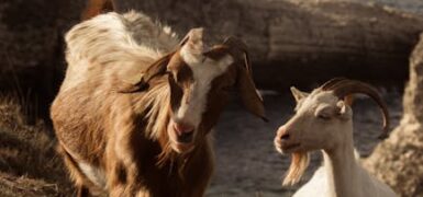 Rüyada Hayvan Görmek: Anlamı ve Yorumları