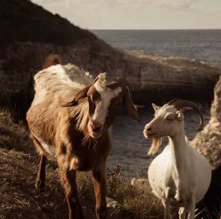 Rüyada Hayvan Görmek: Anlamı ve Yorumları