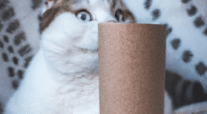 Rüyada Kedi Görmek