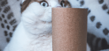 Rüyada Kedi Görmek