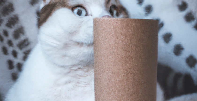 Rüyada Kedi Görmek Rüyada Kedi Görmek