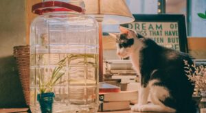 Rüyada Beyaz Kedi Görmek