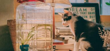 Rüyada Beyaz Kedi Görmek