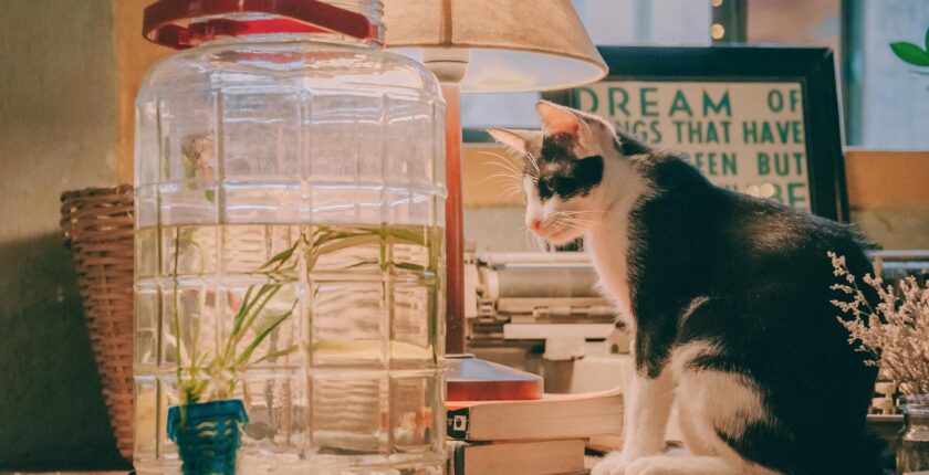 Rüyada Beyaz Kedi Görmek