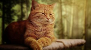 Rüyada Sarı Kedi Görmek