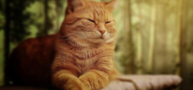 Rüyada Sarı Kedi Görmek