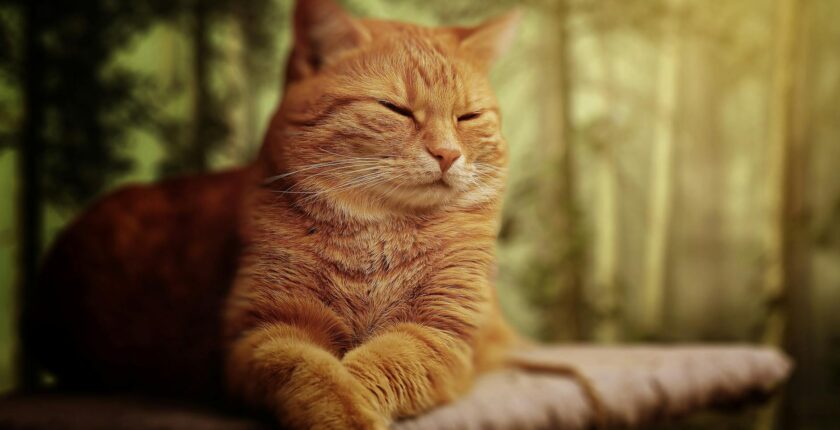 Rüyada Sarı Kedi Görmek