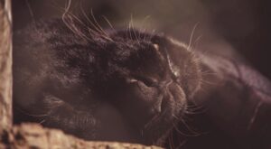 Rüyada Siyah Kedi Görmek