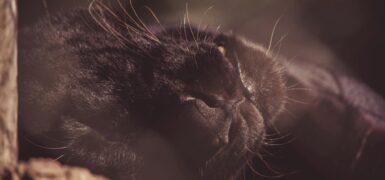 Rüyada Siyah Kedi Görmek