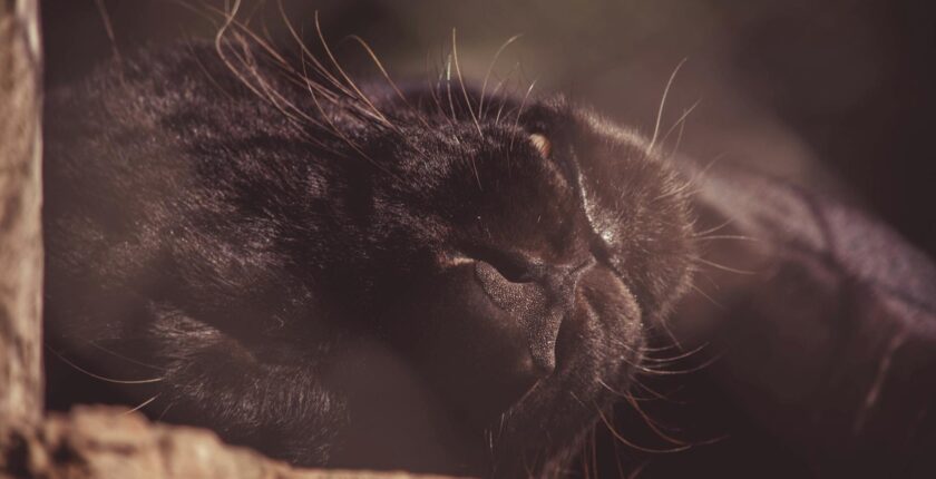 Rüyada Siyah Kedi Görmek