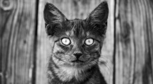 Rüyada Kurban Kesmek