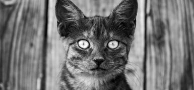 Rüyada Kurban Kesmek