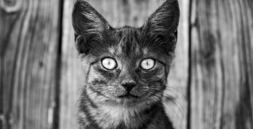 Rüyada Kurban Kesmek