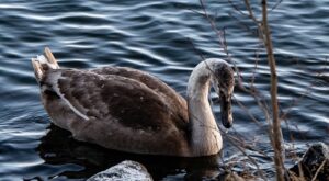 Rüyada Abi Ve Ailesini Görmek