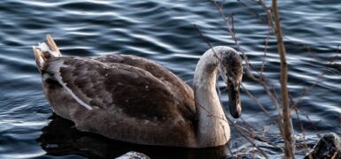 Rüyada Abi Ve Ailesini Görmek