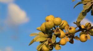 Rüyada Ahlat Ağacı Görmek