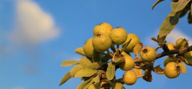 Rüyada Ahlat Ağacı Görmek