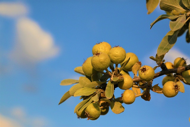 Rüyada Ahlat Ağacı Görmek