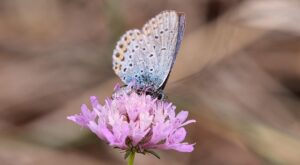 Rüyada Ali İsmi Duymak Rüyada Ali İsmi Duymak
