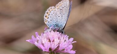 Rüyada Ali İsmi Duymak