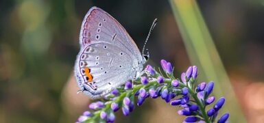 Rüyada Ayaklarına Kına Yakıldığını Görmek