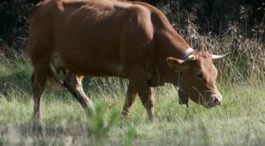 Rüyada Baca Temizlemek