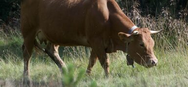 Rüyada Baca Temizlemek