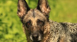 Rüyada Bacakta Yara Görmek