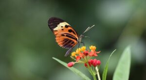 Rüyada Bahçe Düzenlemek