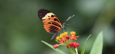 Rüyada Bahçe Düzenlemek
