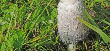 Rüyada Balık Tutmak Ve Kaçırmak