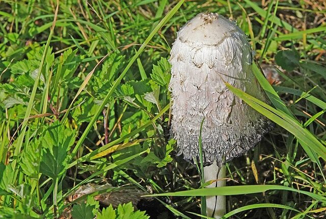 Rüyada Balık Tutmak Ve Kaçırmak