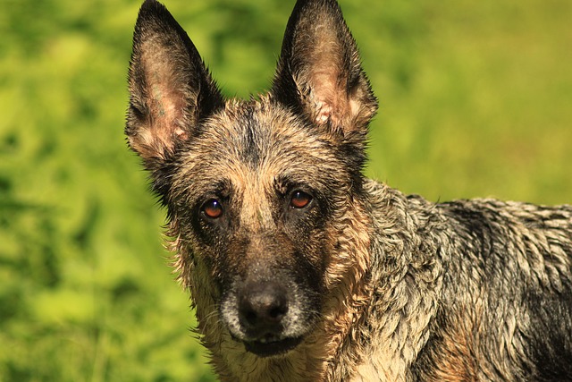 Rüyada Başında Yara Görmek