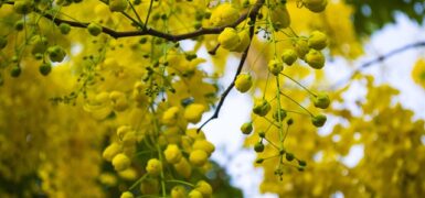 Rüyada Bekaret Kanı Görmek