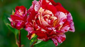 Rüyada Bi Adamdan Korkmak Rüyada Bi Adamdan Korkmak