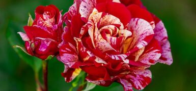 Rüyada Bi Adamdan Korkmak