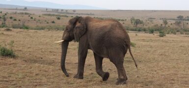 Rüyada Birine Masaj Yapmak