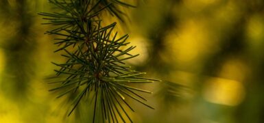 Rüyada Birine İğne Yapıldığını Görmek