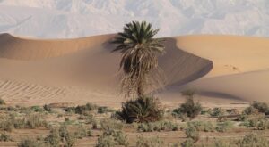 Rüyada Birinin Araba Aldığını Görmek