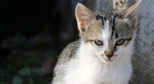 Rüyada Evi Kedi Basması