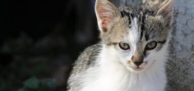 Rüyada Evi Kedi Bastığını Görmek