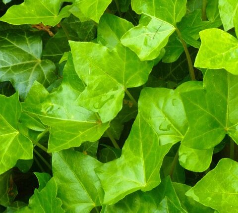 Rüyada Evi Pislikten Temizlemek