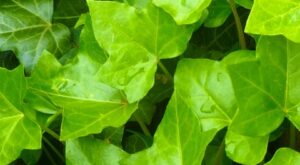 Rüyada Evi Suyla Yıkamak