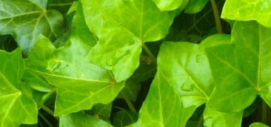 Rüyada Evi Suyla Yıkamak