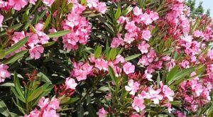 Rüyada Gelin Çiçeği Görmek Rüyada Gelin Çiçeği Görmek