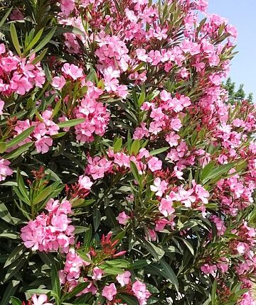 Rüyada Gelin Çiçeği Görmek