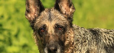 Rüyada Göğsünde Yara Olması