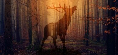 Rüyada Ha Mim Suresini Okumak