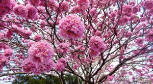 Rüyada Halat İp Görmek