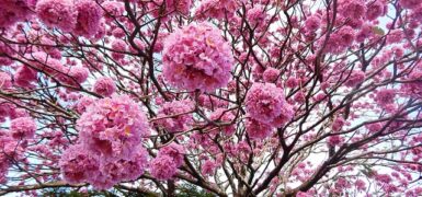 Rüyada Halat İp Görmek